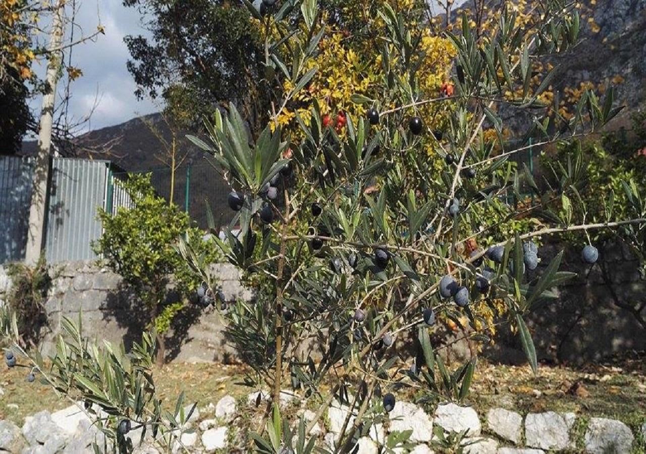 ריסאן Apartment Rose Garden מראה חיצוני תמונה